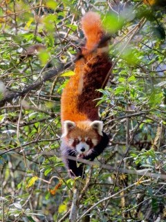 Red panda in Singlilia National Park on the India/Nepal border.