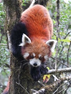 Red panda in Singlilia National Park on the India/Nepal border.