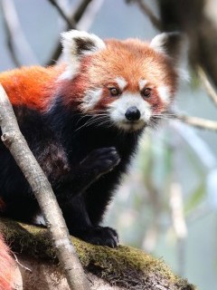 Red panda in Singlilia National Park on the India/Nepal border.
