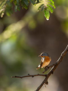 Red-breasted flycatcher in Panna National Park, India