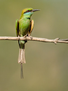 Green bee-eater in Madhya Pradesh, India.