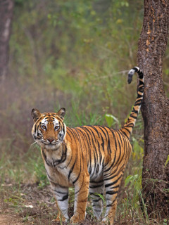 Tiger in Madhya Pradesh, India.