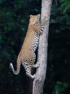 Leopard in Madhya Pradesh, India.