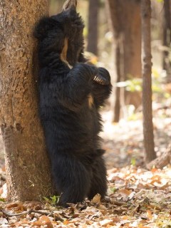 Sloth bear