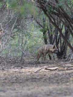 Striped hyena in India.