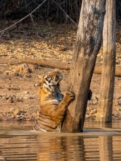 Tiger in India.