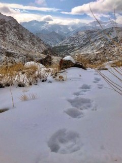 Snow leopard prints in Ulley Valley, India.