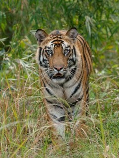 Tiger in India.