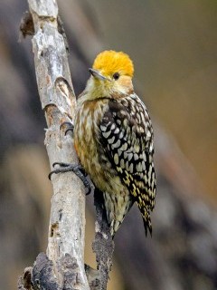 Yellow-crowned woodpecker in Sultanpur Bird Sanctuary, India
