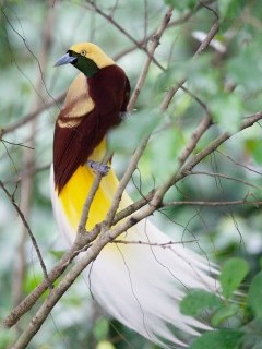 Lesser bird of paradise in Raja Ampat, Indonesia