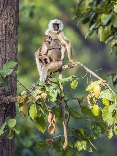 Hanuman langur in Bardia National Park, Nepal