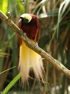 Bird of paradise in Papua New Guinea