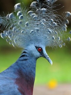Victoria crowned pigeon in Papua New Guinea.