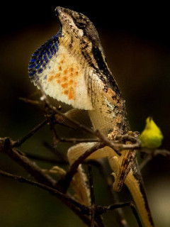 Fan-throated lizard in Sri Lanka.