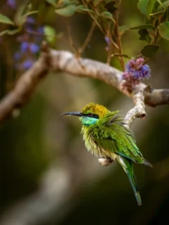 Green bee-eater in Sri Lanka.