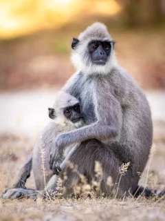 Grey langur in Sri Lanka.