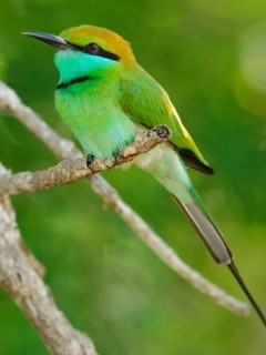 Little green bee-eater in Yala National Park, Sri Lanka