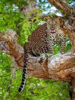 Leopard in Sri Lanka.