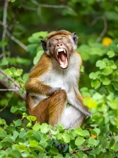 Toque macaque in Sri Lanka.