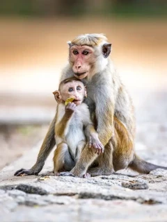 Toque macaque in Sri Lanka.