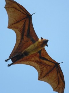 Flying fox in Sri Lanka