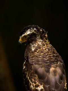 Crested serpent eagle in Sri Lanka.
