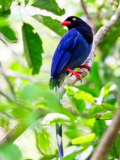Taiwan blue magpie