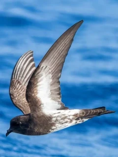 A storm petrel in flight, in New Zealand.