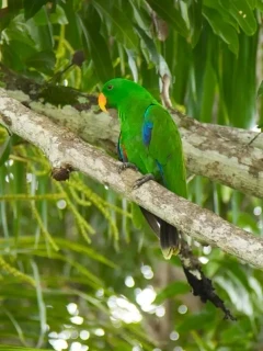 Eclectus parrot in Tufi, Papua New Guinea