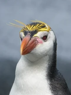 Royal penguin, in the Subantarctic.