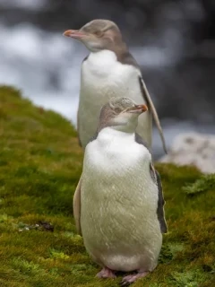 Yellow-eyed penguin on Aukland Island, Subantarctic.