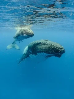 Pair of humpback whales.