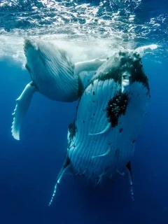 Female humpback whale with calf powering through the ocean.