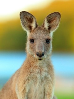 Eastern grey kangaroo in Australia.