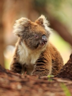 Koala in Australia.