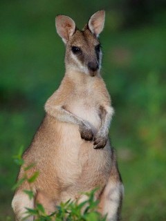 Wallaby in Australia.