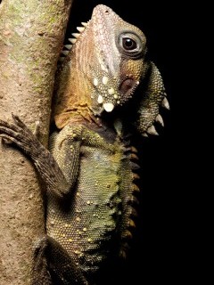 Lizard in Queensland, Australia.