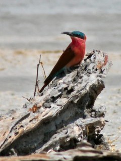 Carmine bee eater.