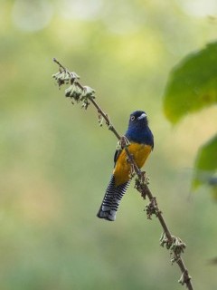 Guanian trogon in Trinidad.
