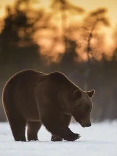 Portrait of a brown bear in Finland