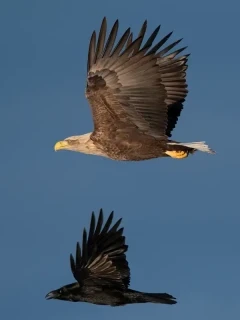 A white-tailed eagle and raven in flight, Finland.