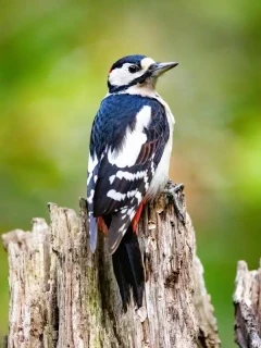 Great spotted woodpecker sat on top of some wood, Edotopia Nature Reserve, Netherlands.