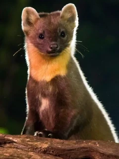 Image of a pine marten stood on a log, Netherlands.