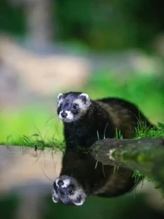 Polecat by the pool, Netherlands.
