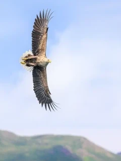 White-tailed eagle in Isle of Mull, Scotland.