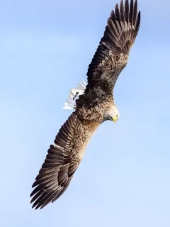 White-tailed eagle in Isle of Mull, Scotland.