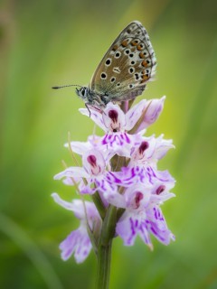 Adonis blue butterfly on purple spotted orchid