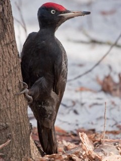 Black woodpecker