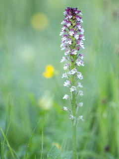 Burnt tip orchid in Bulgaria.