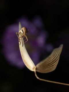 Plant bug nymph in Bulgaria.